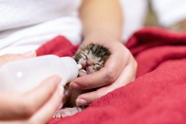 Woman bottle-feeding an orphan kitten