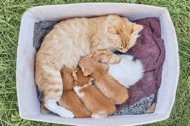 Cat feeding kittens