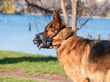 Close up of a german shepherd dog breed with a muzzle (mouth guard) and leash