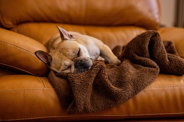 Closeup shot of an adorable french bulldog sleeping on a sofa