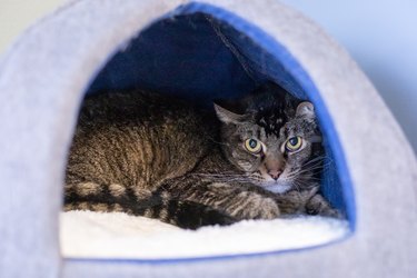Shy Nervous Tabby Cat Stares while Hiding in the Back of a Cat House