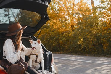 Woman sitting with white dog in car trunk and looking at sunny autumn trees. Road trip with pet