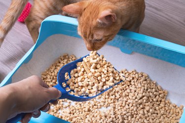 Tray with filler, scoop and cat closeup.