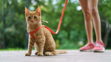 Small orange kitten walking in a harness and leash.