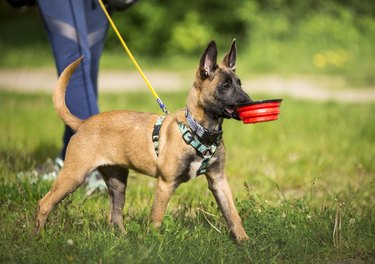 A Belgian shepherd puppy is carrying a bowl