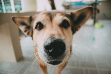 Close-Up Portrait Of Dog At Home