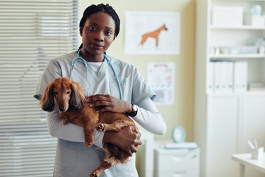 Black Young Woman Holding Dog in Vet Clinic