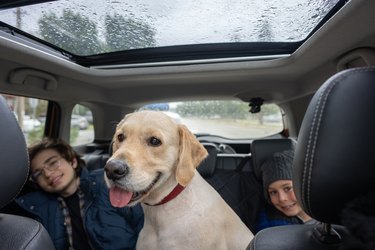 Happy brothers and their dogs on a road trip.