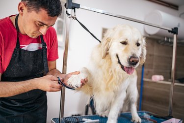 Man grooming a dog in a grooming salon