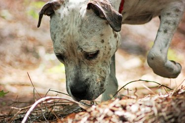 Dog sniffing