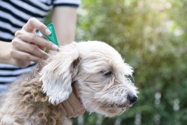 applying tick and flea prevention to a dog outside