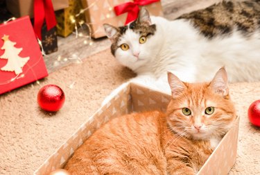 domestic cats with christmas gifts