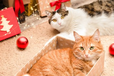 Personalized Pet Christmas Ornaments