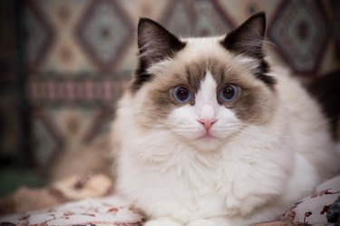 Young beautiful purebred Ragdoll cat at home