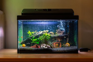 Small fish tank aquarium with colourful snails and fish at home on wooden table. Fishbowl with freshwater animals in the room