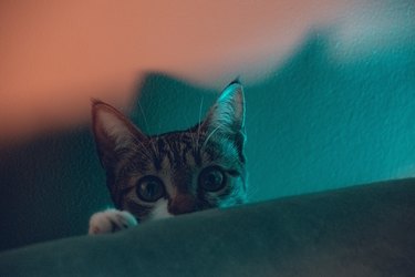 Pink and turquoise lights behind a kitten looking up from behind a sofa.