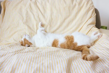 Domestic young white aand orange tabby cat sleeping in bed