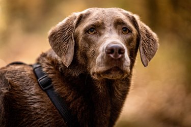 Close-up portrait of brown labrador retriever looking at camera against autumn forest background