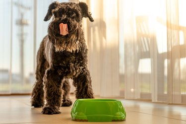 small black dog licks muzzle after a delicious meal. schnauzer