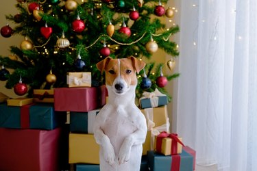 Cute doggy by the christmas tree