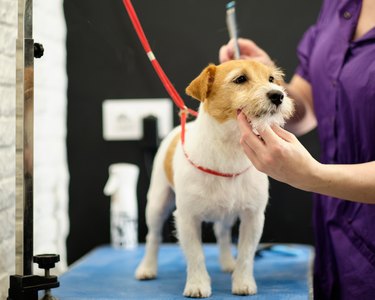 Jack Russell Terrier being groomed.