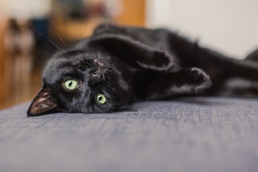 black cat chilling on a gray sofa at home lying on his back
