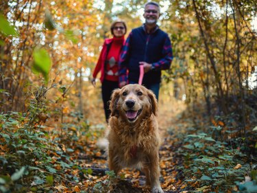 Mature couple on autumn walk with golden retriever