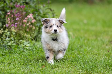 Beautiful small shetland sheepdog sheltie puppy walking on garden grass.