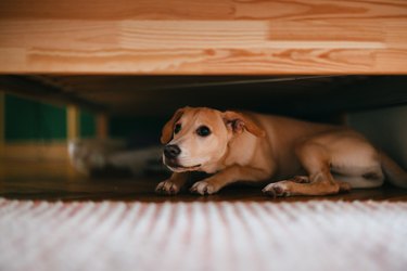 Scared Dog Is Hiding Under The Bed At Home