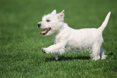Highland terrier running in field