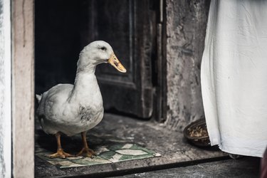 A Duck outside