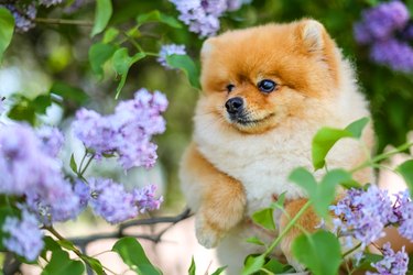 Fluffy Pomeranian dog in lilac