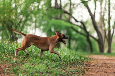 Belgian shepherd malinois walking in the green park