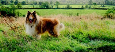 View Of Dog On Field