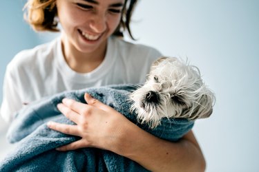 Dog Bath