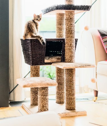 A striped kitten playing on a large, multi-level cat tree.