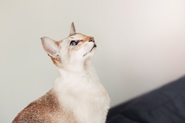 Colorpoint shorthair cat profile.