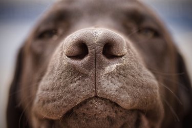 Close-up of a chocolate Labrador's nose