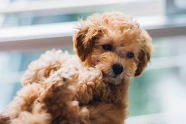 Close-up portrait of toy poodle