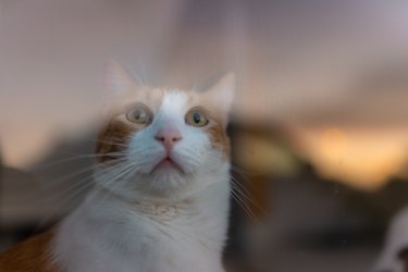 brown and white cat with yellow eyes, watches the sunset behind the window. close up