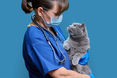 Female doctor veterinarian with cat in her arms, on blue studio background