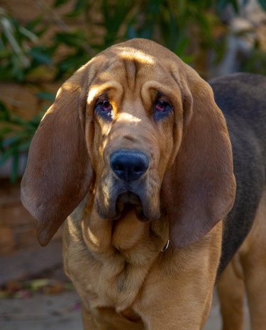 A black and tan Bloodhound dog is standing in dappled light and looking at the camera.