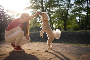 Smart dog