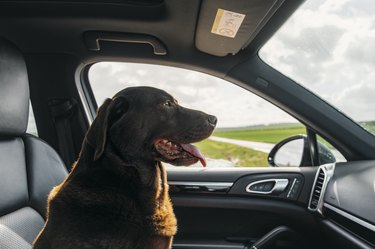 A happy Chocolate Labrador sits in the front seat of the car
