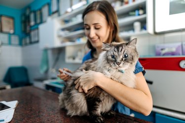 Cat at the veterinarian