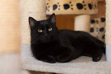 black  cat consider, lying in animal tree