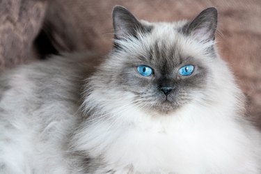 The blue eyes of a Himalayan angora cat.