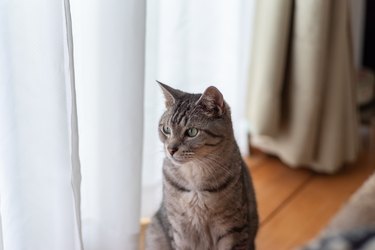 cat by window