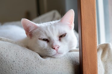 A domestic white cat is lying on the couch and looking at the camera. An adult old cat is sleeping. Adoption of pets. Animal shelter. Home life. Elderly, tired and exhausted pets. Eye disease in animals. Inflammation, suppuration of the eyes in cats.