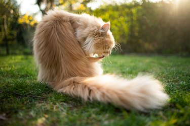 longhair cat grooming